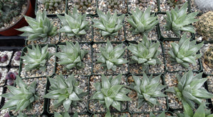 Haworthia 'White Ghost'