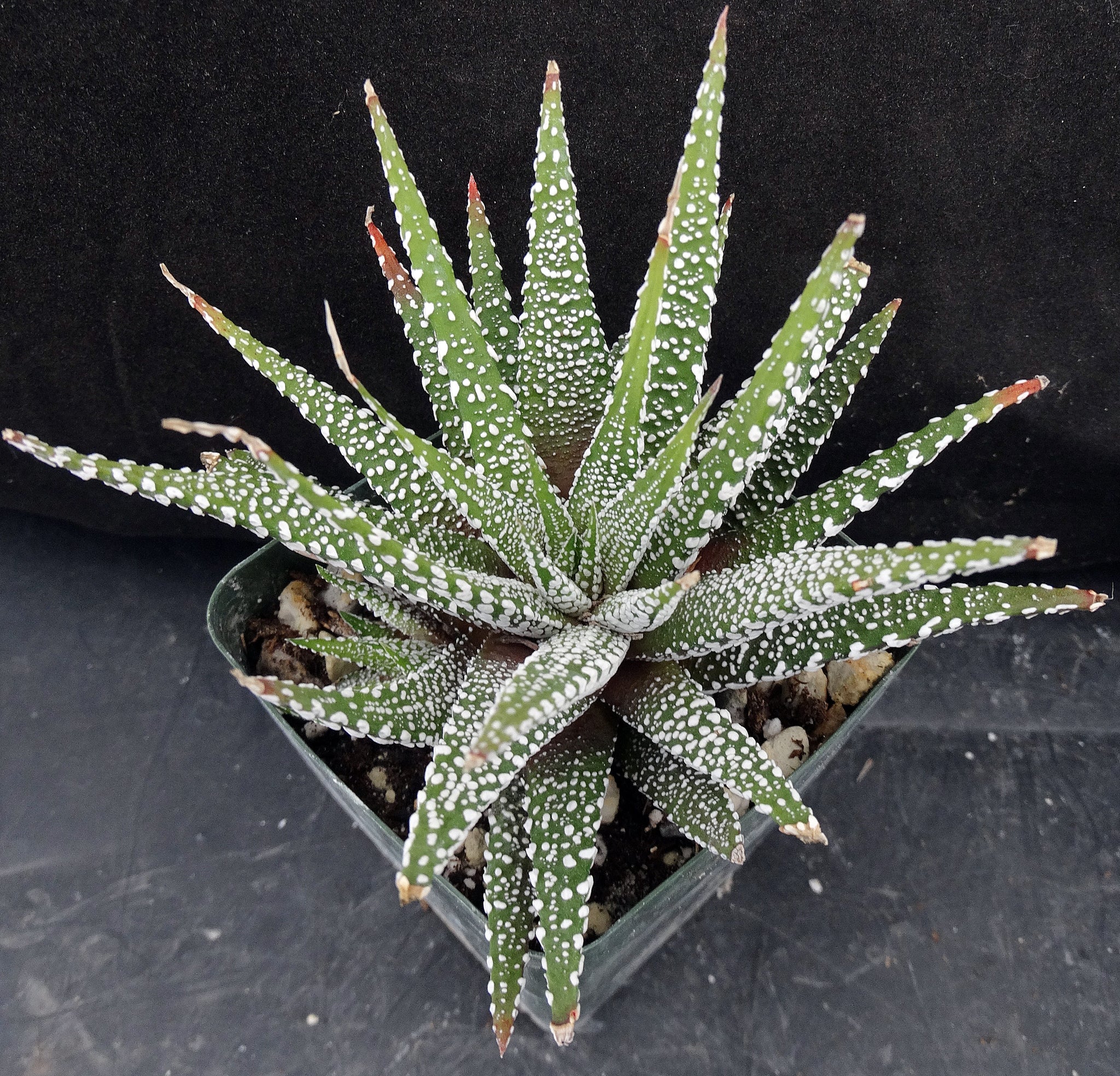 hawthorne succulent Haworthia attenuata 'Cape Town' – Kyle's Plants