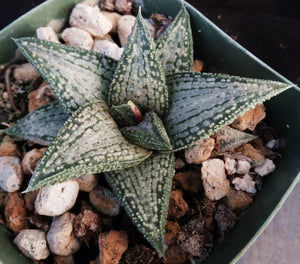 kyte succulent Haworthia 'Kintaikyo' – Kyle's Plants