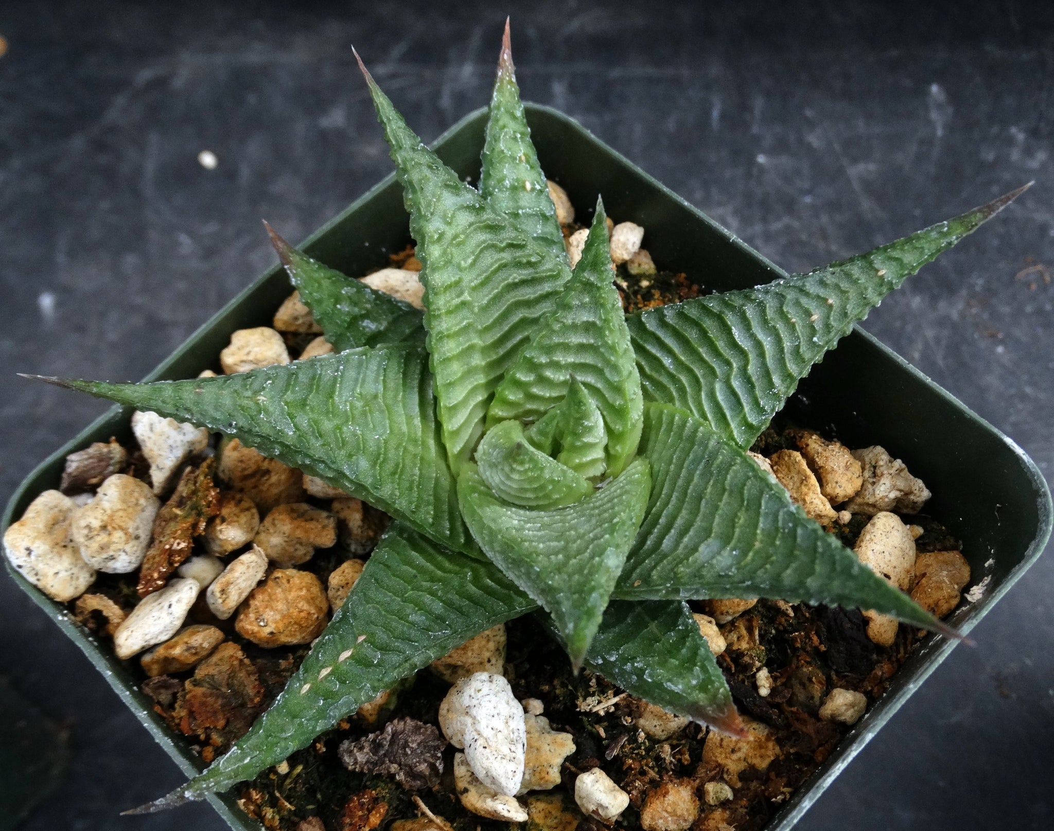 succulent haworthia limifolia Haworthia limifolia – Kyle's Plants