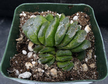 Load image into Gallery viewer, Haworthia truncata &#39;Lime Green&#39; *Clumping Plant*
