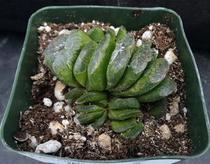 Haworthia truncata 'Lime Green' *Clumping Plant*