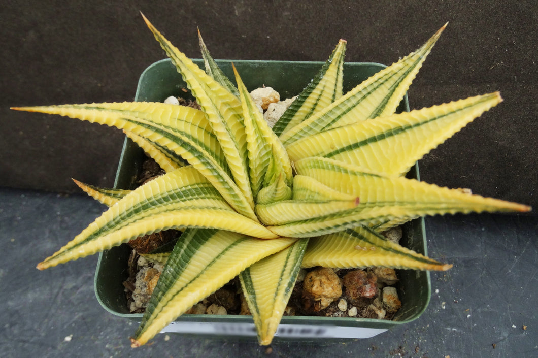 Haworthia limifolia 'variegata' Variegated