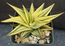 Load image into Gallery viewer, Haworthia limifolia &#39;variegata&#39; Variegated
