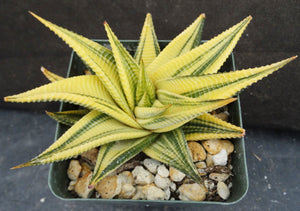 Haworthia limifolia 'variegata' Variegated