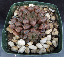 Load image into Gallery viewer, Haworthia &#39;Mirrorball&#39;
