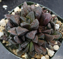 Load image into Gallery viewer, Haworthia pygmaea &#39;Tiger pygmaea&#39; *Big Clumps!* Non-variegated form
