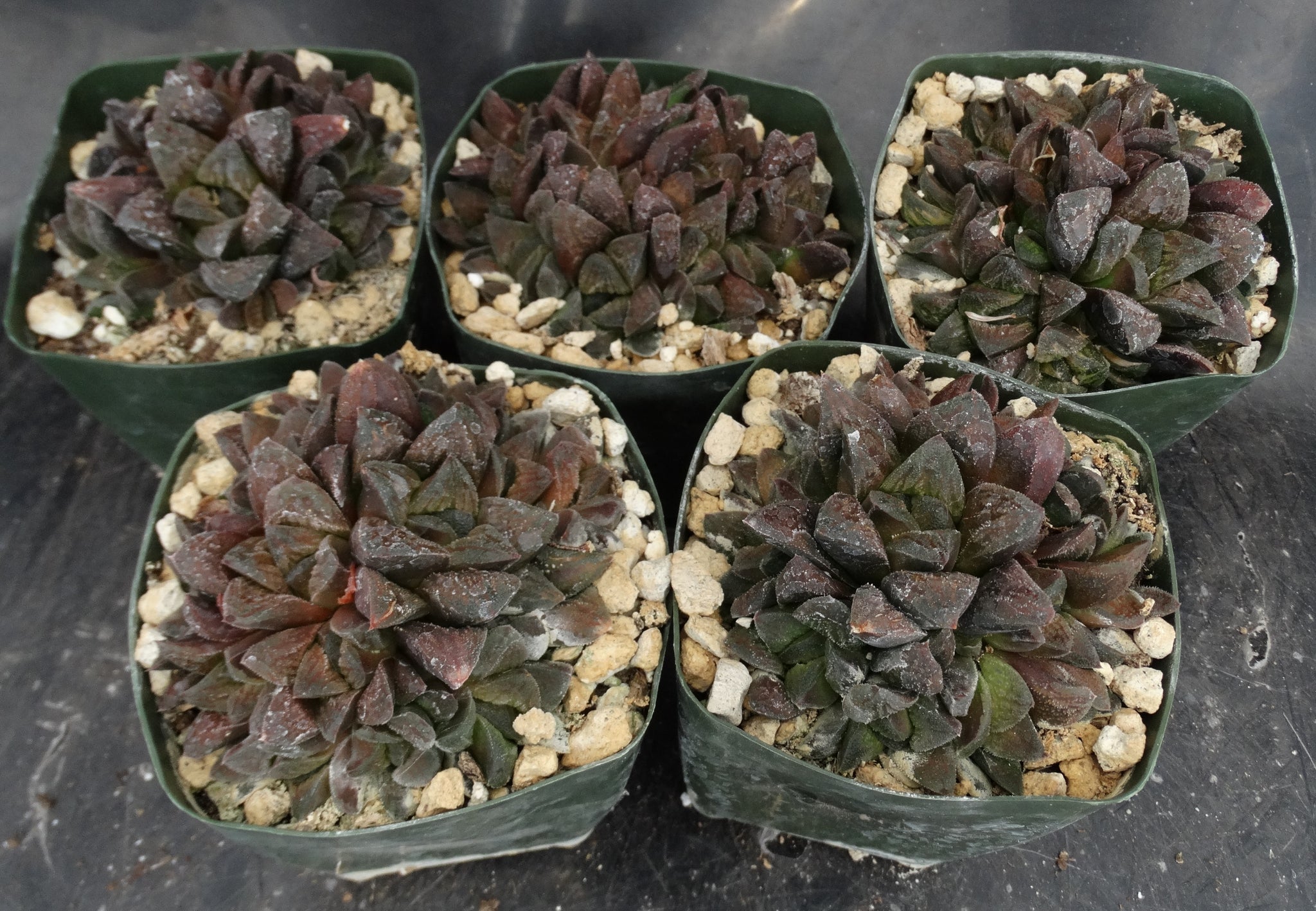 Pygmaea Haworthia pygmaea 'Tiger pygmaea' *Big Clumps!* Non-variegated form ...