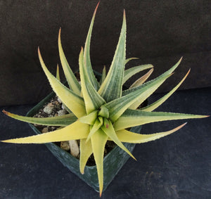 Haworthia radula 'variegata' Variegated