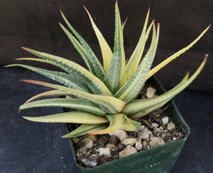 Haworthia radula 'variegata' Variegated