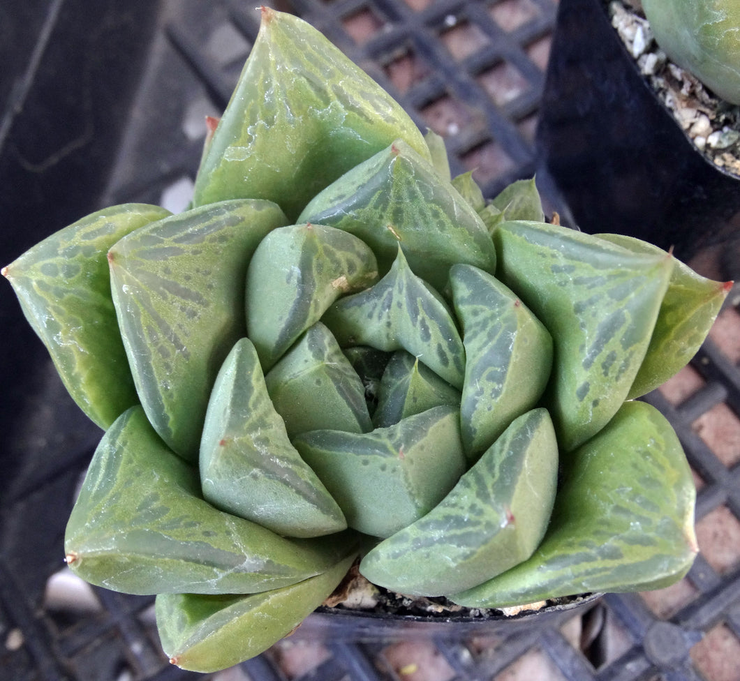 Haworthia retusa