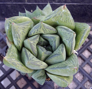 Haworthia retusa