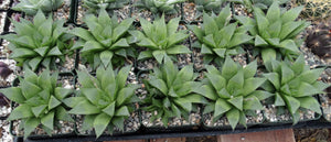 Haworthia 'Green Ghost'