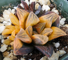 Load image into Gallery viewer, Haworthia pygmaea &#39;Tiger pygmaea&#39; Variegated Clumping plant!
