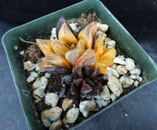 Load image into Gallery viewer, Haworthia pygmaea &#39;Tiger pygmaea&#39; Variegated Clumping plant!
