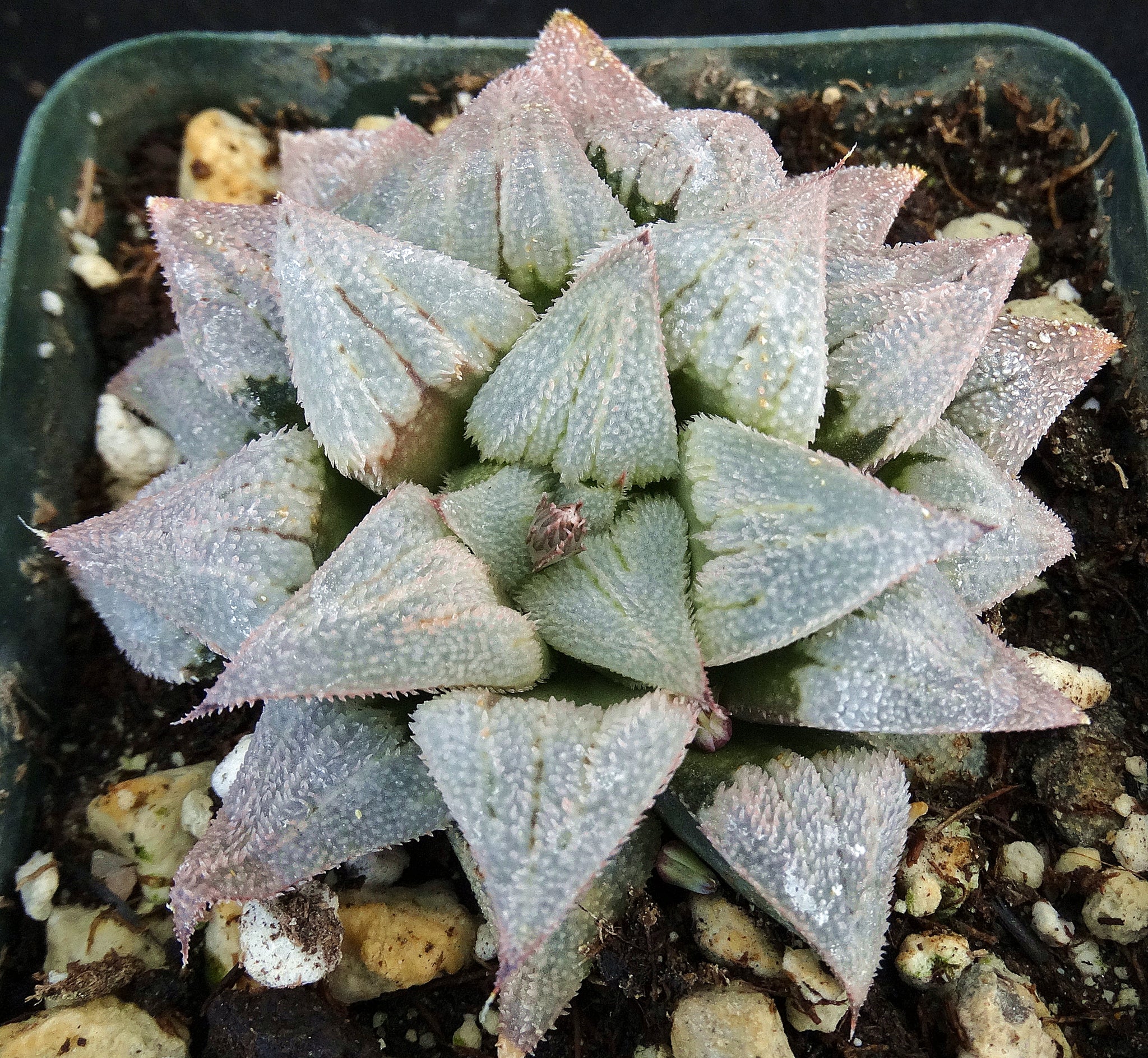 thai succulents Haworthia cf. emelyae 'Thai Pink' *Nice clump!* – Kyle's Plants
