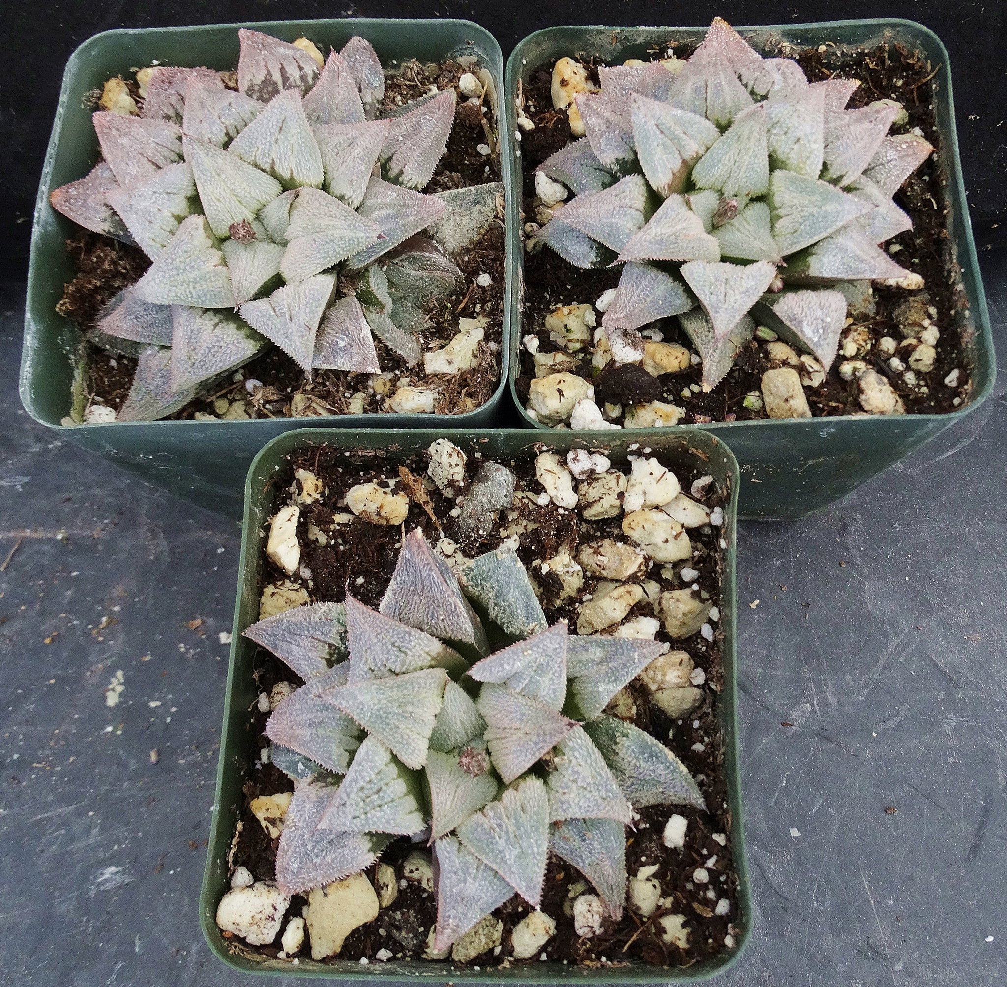thailand succulents Haworthia cf. emelyae 'Thai Pink' *Nice clump!* – Kyle's Plants