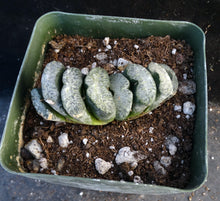 Load image into Gallery viewer, Haworthia truncata *Nice Clumps!*
