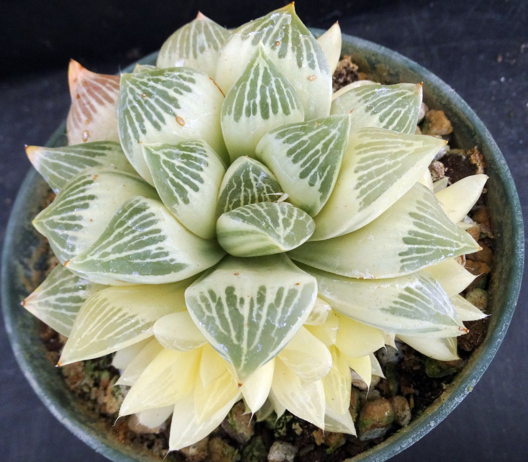 unicorn succulent Haworthia magnifica 'Pale Unicorn' Variegated – Kyle's Plants