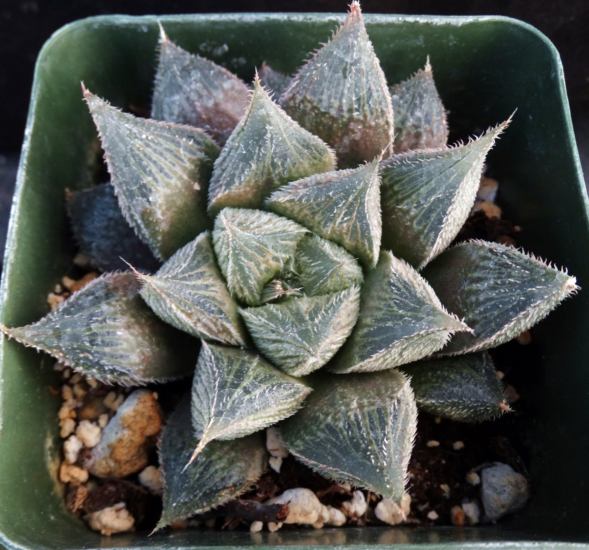 hairy succulent plant Haworthia venusta 'Hakugin Emaki' *Hairy Haworthia* – Kyle's Plants