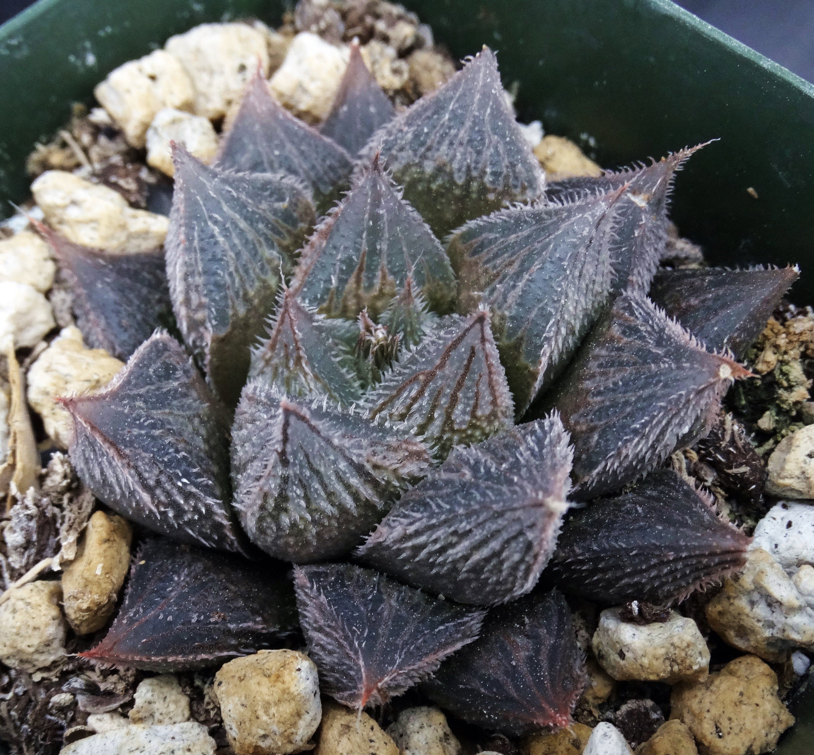 Haworthia venusta 'Hakugin Emaki' *Hairy Haworthia* – Kyle's Plants