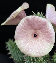 Load image into Gallery viewer, Hoodia gordonii *Big Plant*
