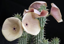Load image into Gallery viewer, Hoodia gordonii *Big Plant*
