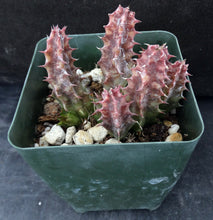 Load image into Gallery viewer, Huernia macrocarpa *Blood Red Flowers*
