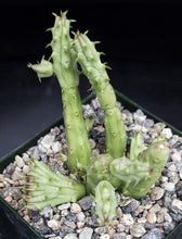 Load image into Gallery viewer, Huernia procumbens *Crested stem, Cristate*
