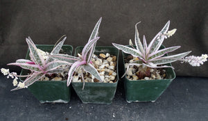 Ledebouria socialis 'variegata' Variegated