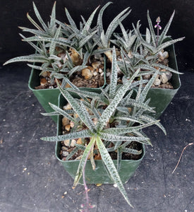 Ledebouria socialis 'Miner'