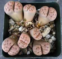 Load image into Gallery viewer, Lithops karasmontana *Clumping Plant*
