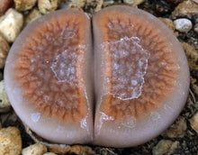 Load image into Gallery viewer, Lithops hookeri *Big Plants*
