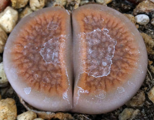 Lithops hookeri *Big Plants*