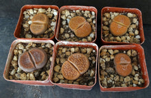 Load image into Gallery viewer, Lithops hookeri *Big Plants*
