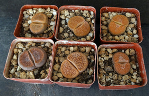 Lithops hookeri *Big Plants*