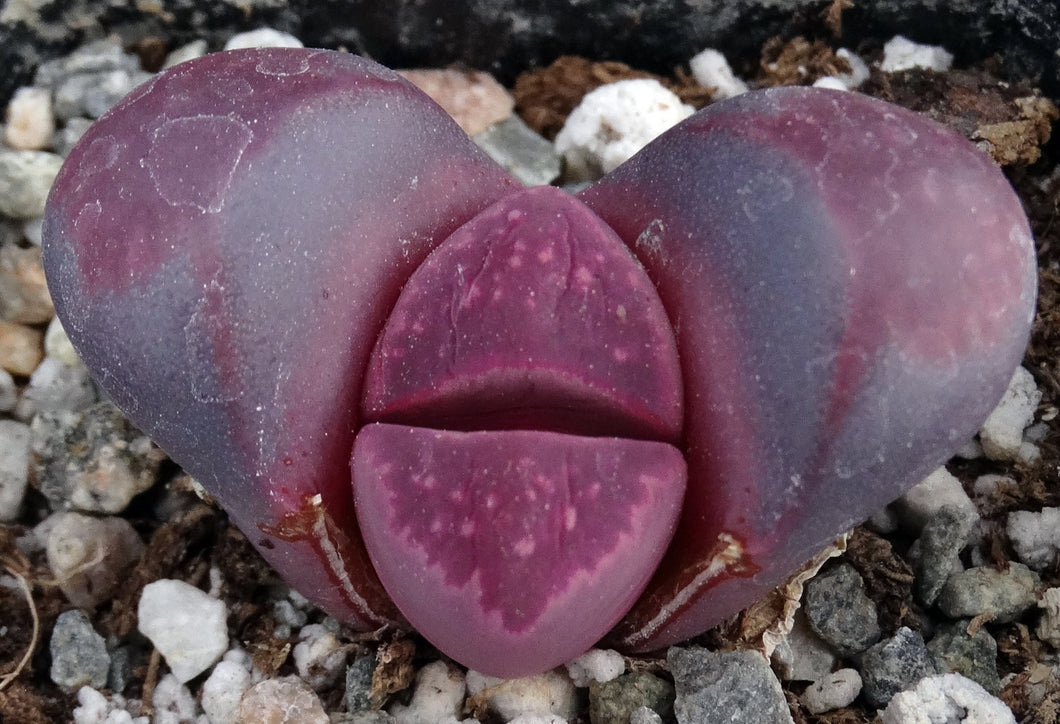 Lithops optica 'Rubra' *Purple Living Stones*