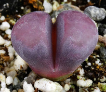 Load image into Gallery viewer, Lithops optica &#39;Rubra&#39; *Purple Living Stones*
