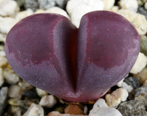 Lithops optica 'Rubra' *Purple Living Stones*