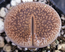 Load image into Gallery viewer, Lithops aucampiae
