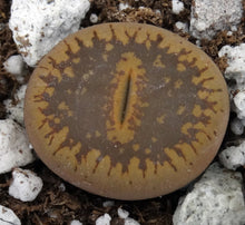 Load image into Gallery viewer, Lithops aucampiae

