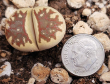Load image into Gallery viewer, Lithops dorotheae

