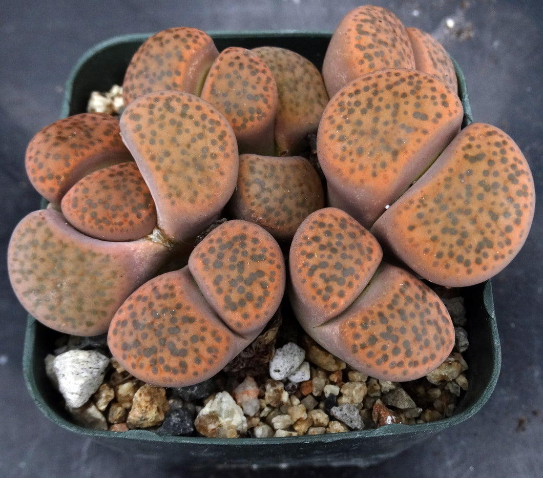 Lithops fulviceps *clumping plant*