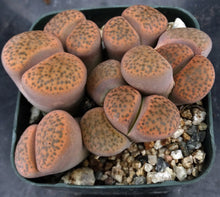 Load image into Gallery viewer, Lithops fulviceps *clumping plant*
