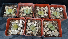 Load image into Gallery viewer, Lithops fulviceps &#39;aurea&#39;
