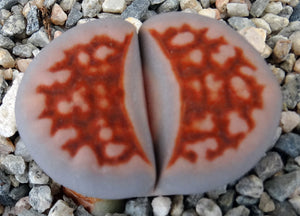 Lithops karasmontana