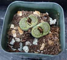 Load image into Gallery viewer, Lithops salicola v. malachite *Two head plant*
