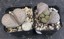 Load image into Gallery viewer, Lithops marmorata
