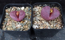 Load image into Gallery viewer, Lithops optica &#39;Rubra&#39; *Purple Living Stones*
