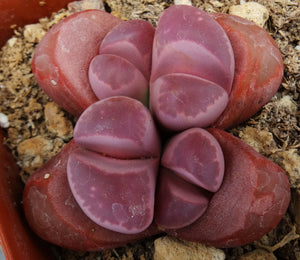 Lithops optica 'Rubra' *Purple Living Stones*